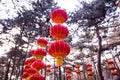 Red Chinese Lantern at winter forest hanging on a trees