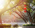 Red Chinese lanterns hang on tree branches in city park, illuminated by sunlight. Royalty Free Stock Photo