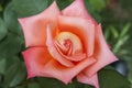 Red china rose rosa chinensis jacq Royalty Free Stock Photo