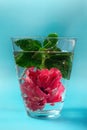 Red chinese rose flower in a glass of water with bubbles on a blue background Royalty Free Stock Photo