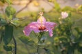 Red Chinese Rose, Shoe flower or a flower of red hibiscus with green leaves, Scientific name as Hibiscus rosa-sinensis L. Royalty Free Stock Photo