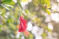 Red Chinese Rose, Shoe flower or a flower of red hibiscus with green leaves, Scientific name as Hibiscus rosa-sinensis L. Royalty Free Stock Photo