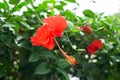 Red Chinese Rose, Shoe flower or a flower of red hibiscus with green leaves, Royalty Free Stock Photo