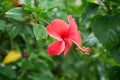 Red Chinese Rose, Shoe flower or a flower of red hibiscus with green leaves, Royalty Free Stock Photo