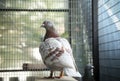 Red choco feather of speed racing pigeon in home loft Royalty Free Stock Photo