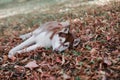 Red chocolate dog breed Siberian husky lies in fallen autumn foliage