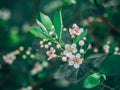 Red Chokeberry - Aronia Arbutifolia Royalty Free Stock Photo