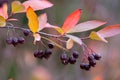 Red chokeberry Aronia arbutifolia in autumn with ripening fruits