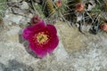 Red Cholla Cactus Blossom in Rock Garden