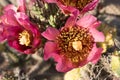 Red Cholla cactus flowers in the southwest. Royalty Free Stock Photo