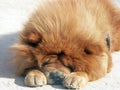 Red chow-chow