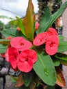 Red Christ Thorn flowers in the garden Royalty Free Stock Photo