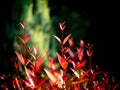 Red Christina Leaves Growing Royalty Free Stock Photo