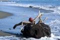 Christmas ball and dead tree stump at the beach Royalty Free Stock Photo