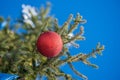 Red Christmas ball on a green pine tree branch on blue sky background Royalty Free Stock Photo