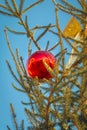 Red christmas ball hanging on a Christmas tree Royalty Free Stock Photo