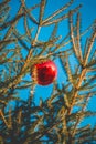 Red christmas ball hanging on a Christmas tree Royalty Free Stock Photo