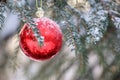 Red Christmas ball hanging on a fir branch covered with snow and ice Royalty Free Stock Photo