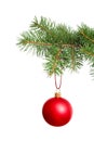 Red Christmas ball hanging on fir tree branch Royalty Free Stock Photo