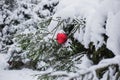 Red Christmas ball hanging on the snow-covered branches of a coniferous tree in the forest. Selective focus Royalty Free Stock Photo