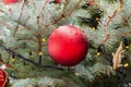 Red Christmas ball on living branch of Christmas tree outdoors