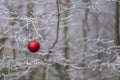 Red Christmas ball ornament hanging on a winter tree branch Royalty Free Stock Photo