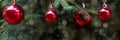 Red Christmas balls with reflection decorate the green branches of the Christmas tree