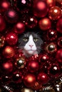 Red christmas bauble decoration cat portrait Royalty Free Stock Photo