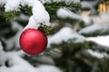 Red Christmas bauble hanging outdoors in a fir tree covered with snow, holiday decoration and greeting card, copy space, selected Royalty Free Stock Photo