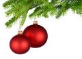 Red Christmas baubles hanging from fresh green twigs Royalty Free Stock Photo