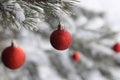 Red Christmas Blaubs on a Snowy Trees Royalty Free Stock Photo