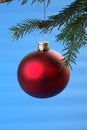 Red Christmas bulb and conifer isolated on blue Royalty Free Stock Photo