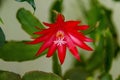 Red Christmas cactus flower or Schlumbergera in full bloom, Sofia Royalty Free Stock Photo