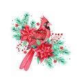 Red Christmas Cardinal Bird with Poinsettia Flowers and Pine Needles