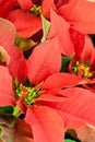 Red christmas floral nature
