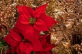 red Christmas flower on decorative gilded