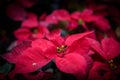 Red christmas flower poinsettia Royalty Free Stock Photo