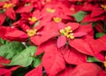 Red christmas flower poinsettia hanging on market in thailand