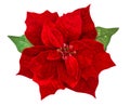 Red Christmas flower poinsettia isolated white background Royalty Free Stock Photo