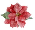 Red Christmas flower poinsettia isolated white background Royalty Free Stock Photo