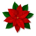 Red Christmas flower - poinsettia isolated on white background