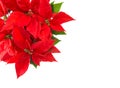 Red Christmas flower poinsettia white background Royalty Free Stock Photo