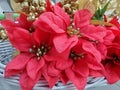 Red Christmas Flowers in Basket
