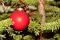 Red Christmas glob on Christmas Tree
