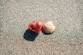 Red Christmas heart and seashell