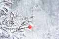 Red Christmas ornament on the Amorpha fruticosa branch in a snowy forest Royalty Free Stock Photo