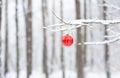 A red Christmas ornament, bauble, ball, toy on a snowy tree branch against a snowy forest. White and red winter background Royalty Free Stock Photo
