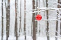 Red Christmas Ornament Hanging on Snowy Tree Branch in Winter Forest Royalty Free Stock Photo