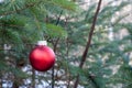 Red Christmas ornament in pine tree Royalty Free Stock Photo