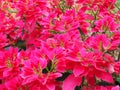 Red Christmas poinesettia pattern on background, Poinsettia Madagascariensis Flowers in the garden. Royalty Free Stock Photo